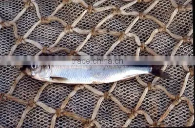 WR Frozn Atlantic Herring photo-2