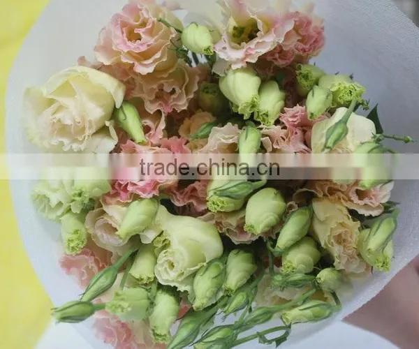 Fresh Top Sell Wholesale Fresh Lisianthus Flower photo-3