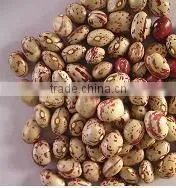 Kidney Bean photo-6