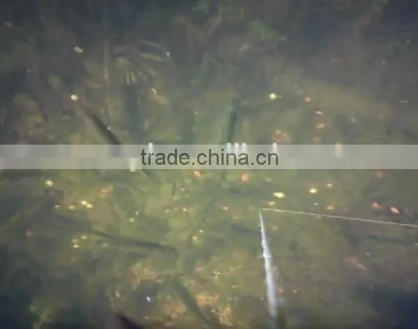 IP68 15/25 m Underwater Infrared LEDs Fish Finder Camera, Infrared Camera With 3.5'' Display Factory in Shenzhen photo-5