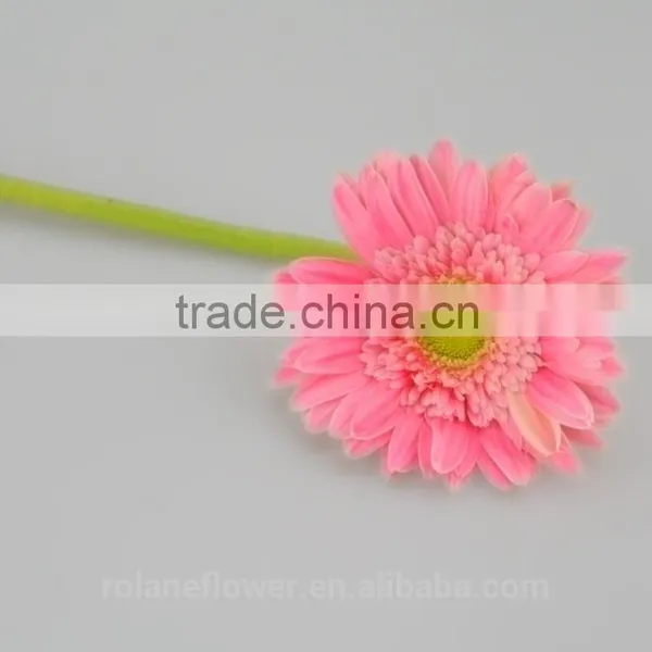 Hot Sell Fresh Cut Pink Gerbera - Egypt Mini Silk Gerbera Daisies With 20stems/bundle From Yunnan, China photo-6