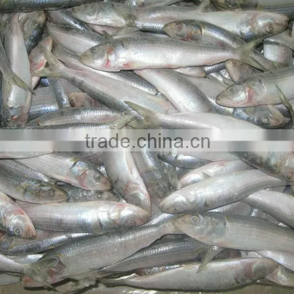 Frozen Sardine Whole Round photo-6