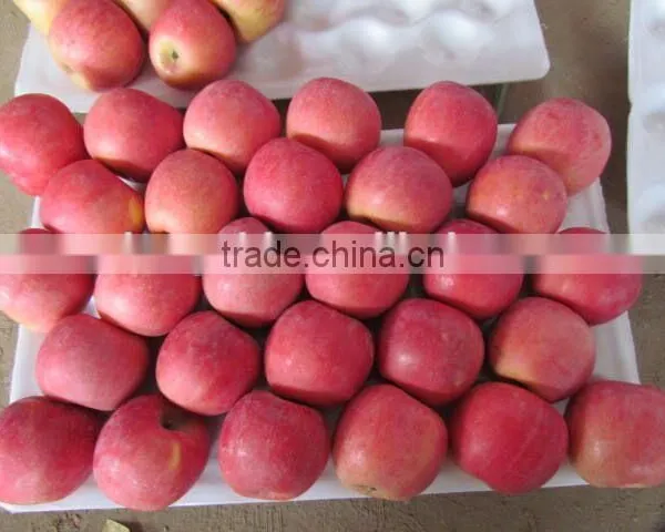 Grade AA Juicy,sweet Red Fuji Apple photo-4