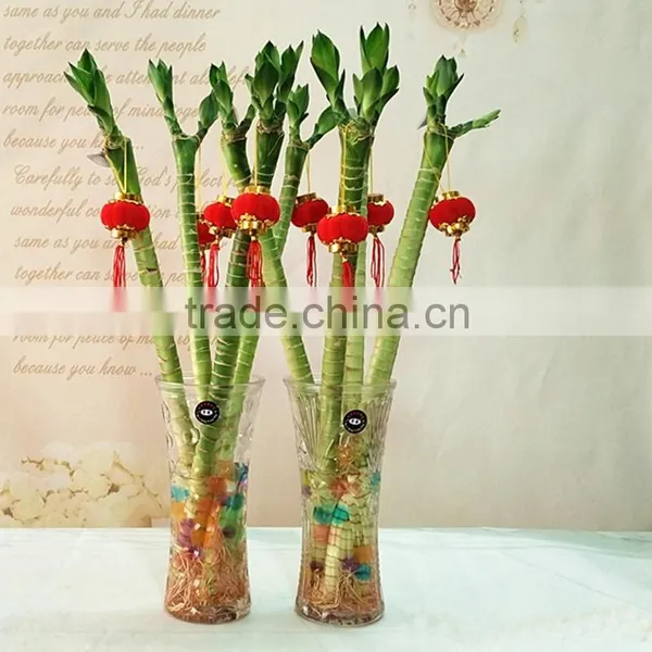 Dracaena Lucky Bamboo for Elderly photo-3