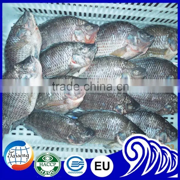 China Export Tilapia Fish Whole Round Seafood Product