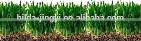 2015 China Origin Organic Wheat Grass Extract Juice Powder photo-2
