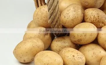 Chinese Holland Potato in Hot Sale photo-4