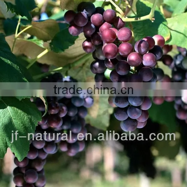 Polyphenol Grape Seed ISO, GMP, HACCP, KOSHER, HALAL Certificated photo-2