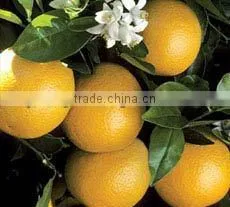 Supplier of Grape Fruit Oil / Fresh / Natural / Pure photo-2