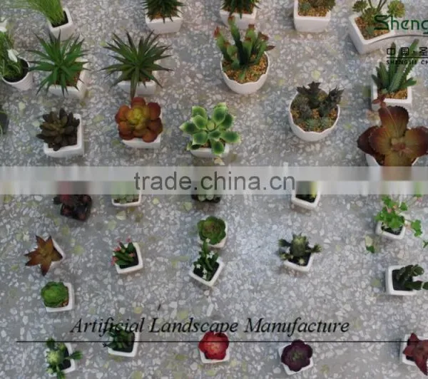 Mini Succulent Plants Potted Plants for Decoration photo-2