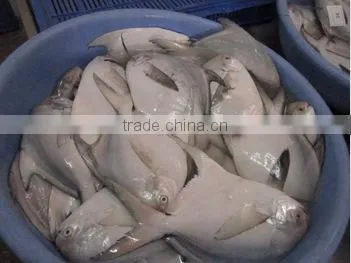 New Arrival Frozen Whole Round Slive Pomfret With Many Size photo-2