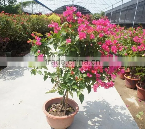 Bougainvillea Spectabilis photo-2
