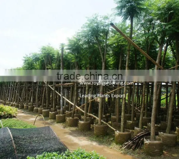 Jacaranda Mimosifolia Ornamental Tree for Tropical Climate