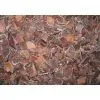 IQF Frozen Black Fungus