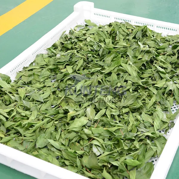 Black Soldier Fly Larva Microwave Drying and Sterilization Equipment Tea Drying Machine photo-4
