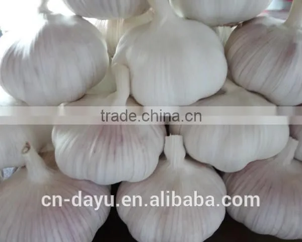 2016 Fresh Garlic Supplier
