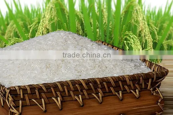 White Rice JAPONICA GOOD QUALITY (Viber/Whatsaap:+84965152844) photo-3