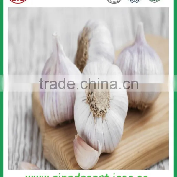 Fresh White Garlic From Chinese Garlic Hometown Jinxiang photo-2