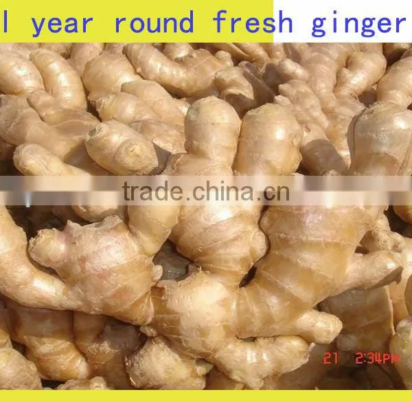 Fresh Mature Fat Ginger photo-6