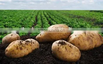 Fresh Bulk Potatoes for Sale 2016 Crop photo-3