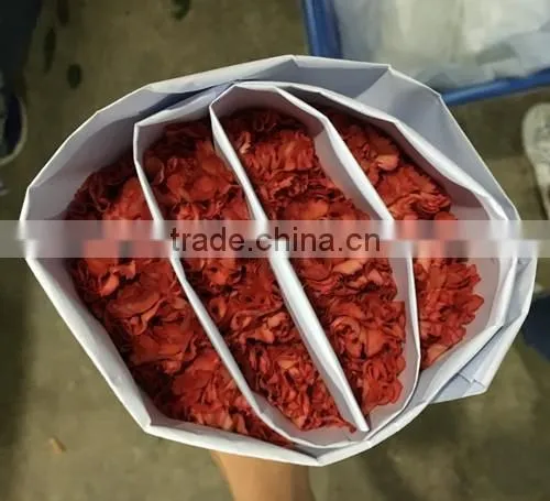 Best Price Fresh Carnation Flowers for Sell photo-3