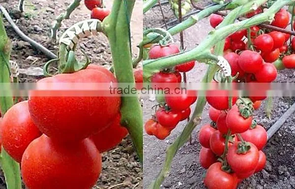 Clear Tomato Grafting Plant Clips