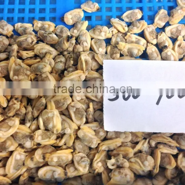 High Quality Frozen Baby Clams Without Shell photo-3