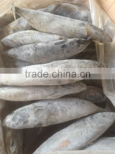Sea Frozen Bonito Tuna photo-2
