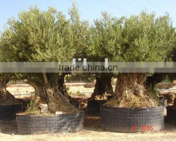 Olive Trees
