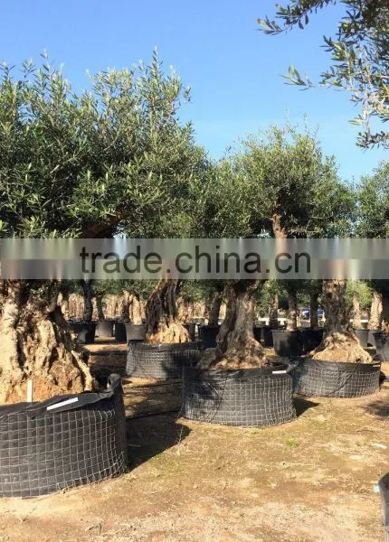 Ancient Olive Tree - Olea Europaea photo-4