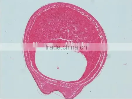 Embryo Slides , Frog Embryo Slides , Embryology Slides ,embryo Teaching Slides photo-6
