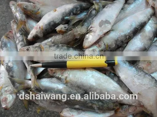 Frozen Sardine Fish Whole Round in Good Quality photo-4