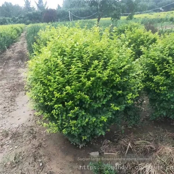 the Price of Ligustrum Vicaryi Balls is Cheap and the Survival Rate is High. photo-4