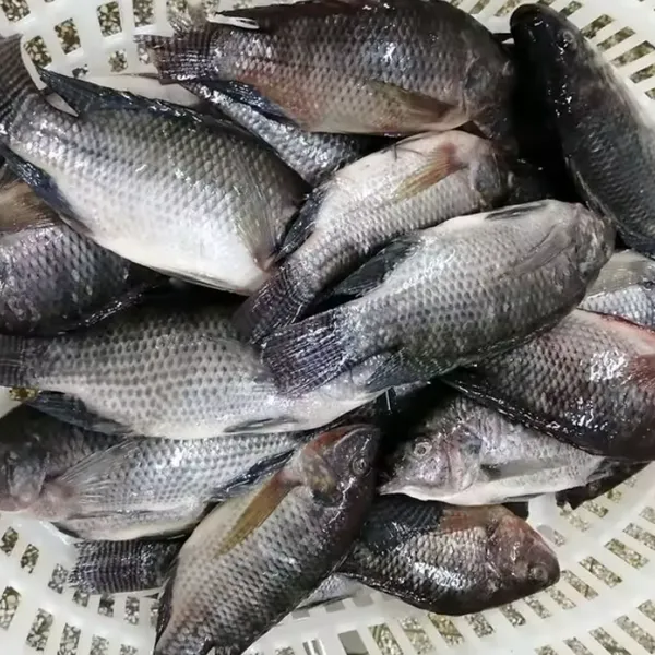 Tilapia