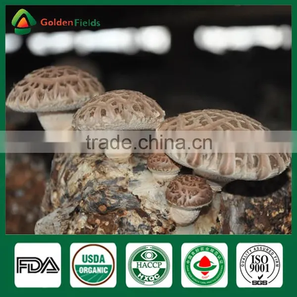 Market Price for Mushroom,Shiitake Mushroom Price,Mushroom For Sale photo-3
