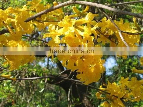 Tabebuia Chrysantha, Araguaney,Yellow Ipe