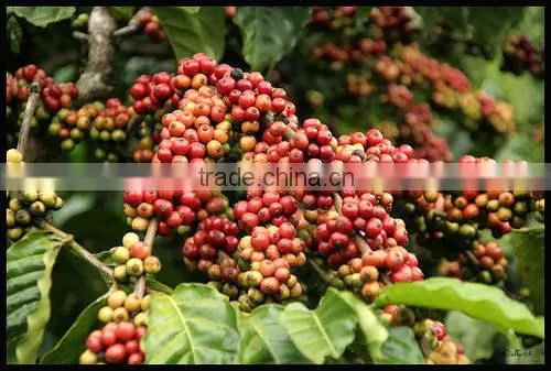 WASHED ARABICA GREEN COFFEE BEANS GRADE 1 SCREEN 18