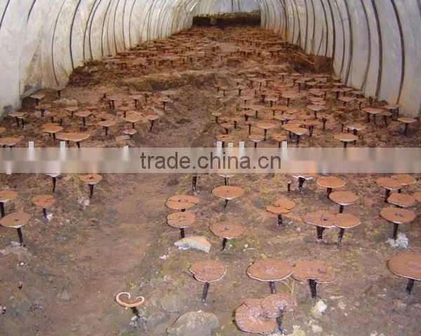 Ganoderma Lucidum