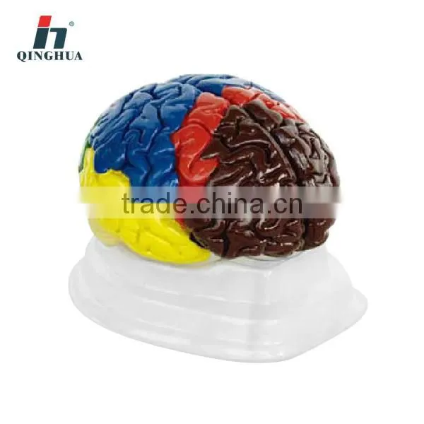 Human Brain