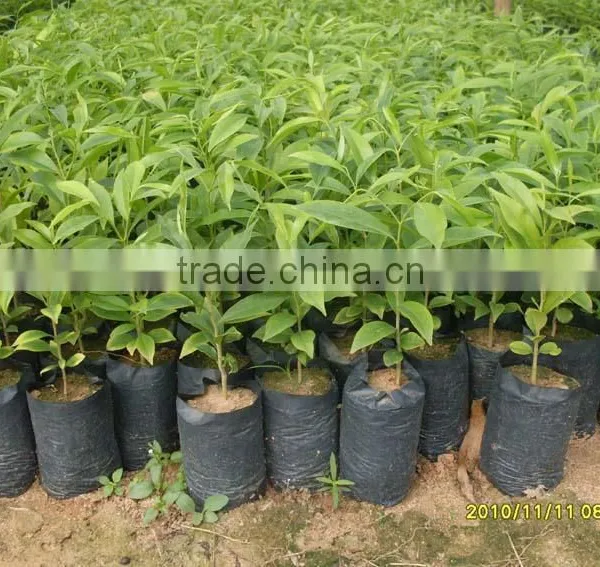 HST 100 Rose Oil Solvent Extraction Equipment photo-6