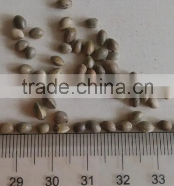 Organic Hemp Seeds photo-2