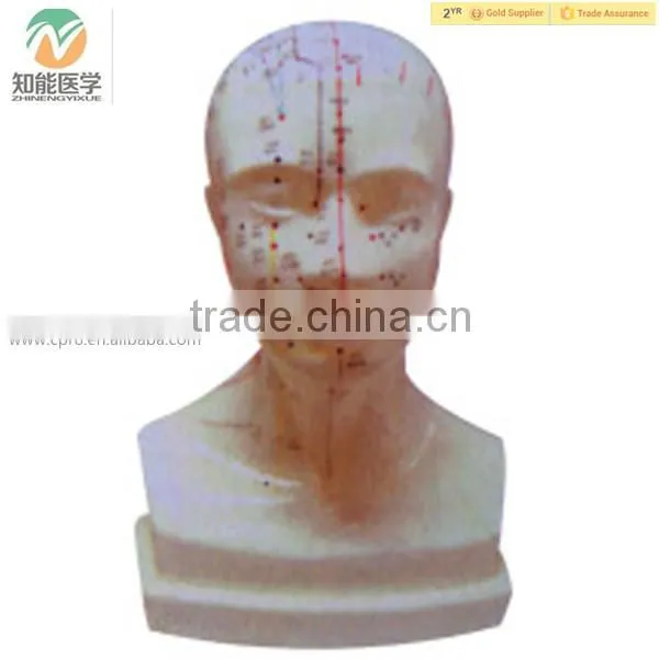 High Quality Standard Size Head Chinese Acupuncture Model