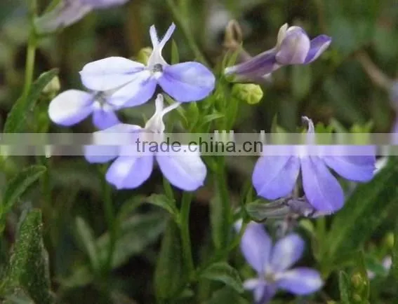 Sessile Lobelia, Lobelia, Flower Seeds , Herb Seed,vegetalbe Seed,fruit Seed,grass Seed photo-3