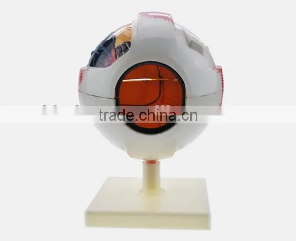 Eyeball Enlargement and Anatomy Structure Model Teaching Medical Biology Science and Education Instrument 6 Times 3