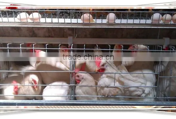 Focus Industry Poultry Farm Automatic Layer Chicken Battery Cage With Automatic Egg Collection System