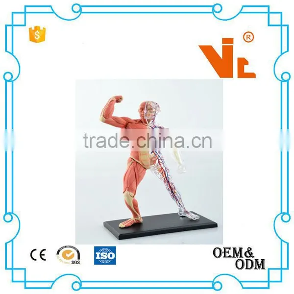 V-HM03 4D MASTER Human Tissue Model - Skeletal Muscle and Nerve Assembly photo-2