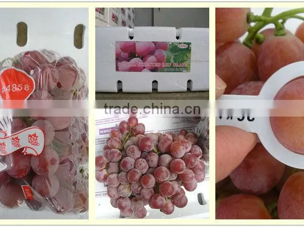Fresh Fruits of Red Global Grape photo-5