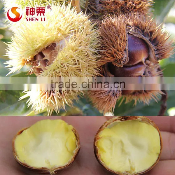 2016 Hot Sale Sweet Fresh Chestnut in Shell for Wholesale photo-6