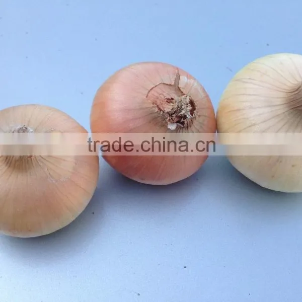 Red & Yellow Egyptian Onion photo-5