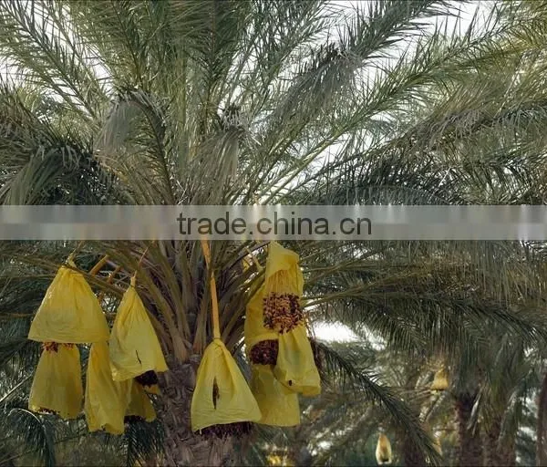 Organic Dates on Branch, Deglet Noor Dates On Branch, Organic Branched Dates 5Kg Carton photo-5